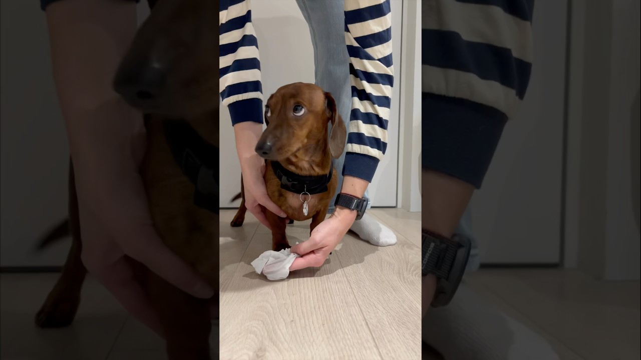 Mini dachshund's post-walk routine