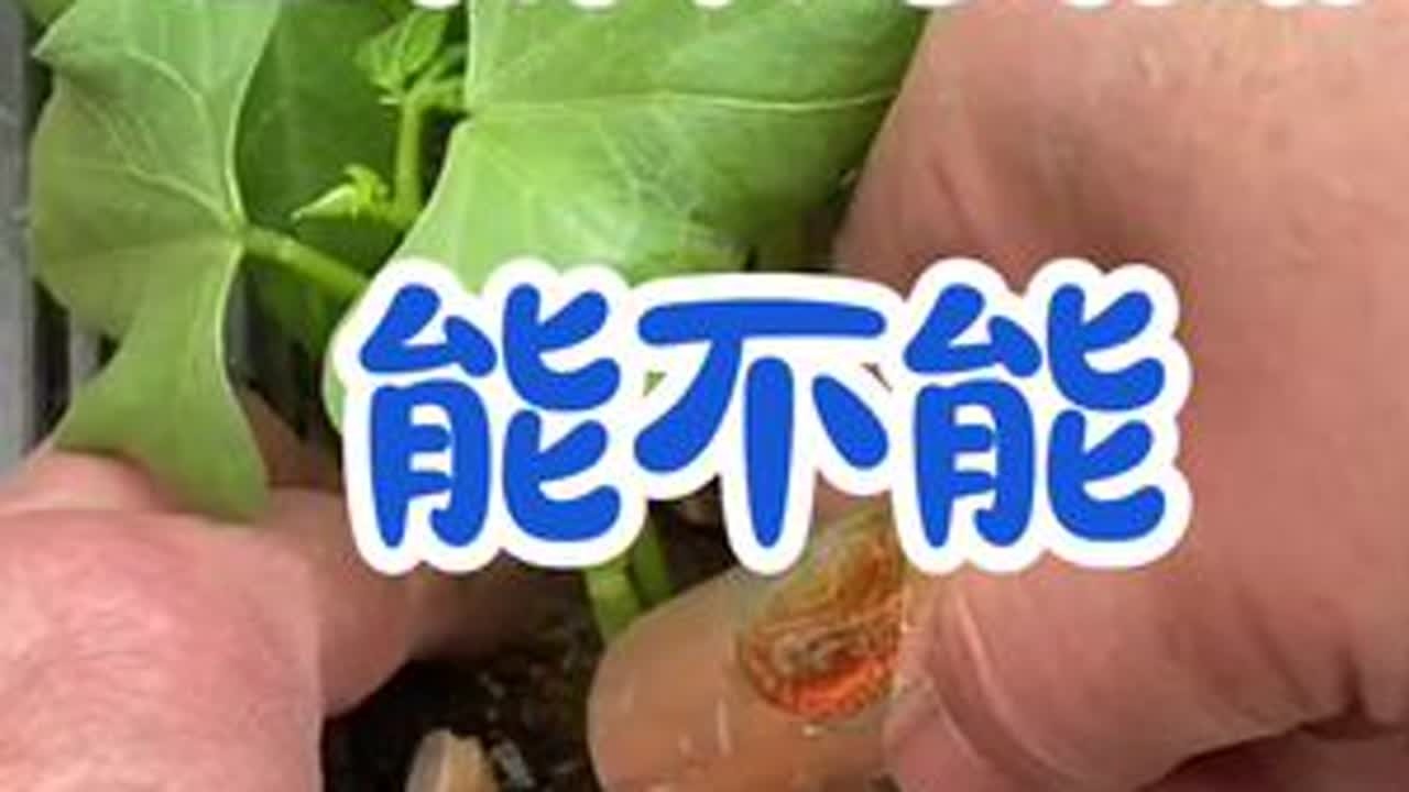 豆角和黄瓜能不能挨着种
