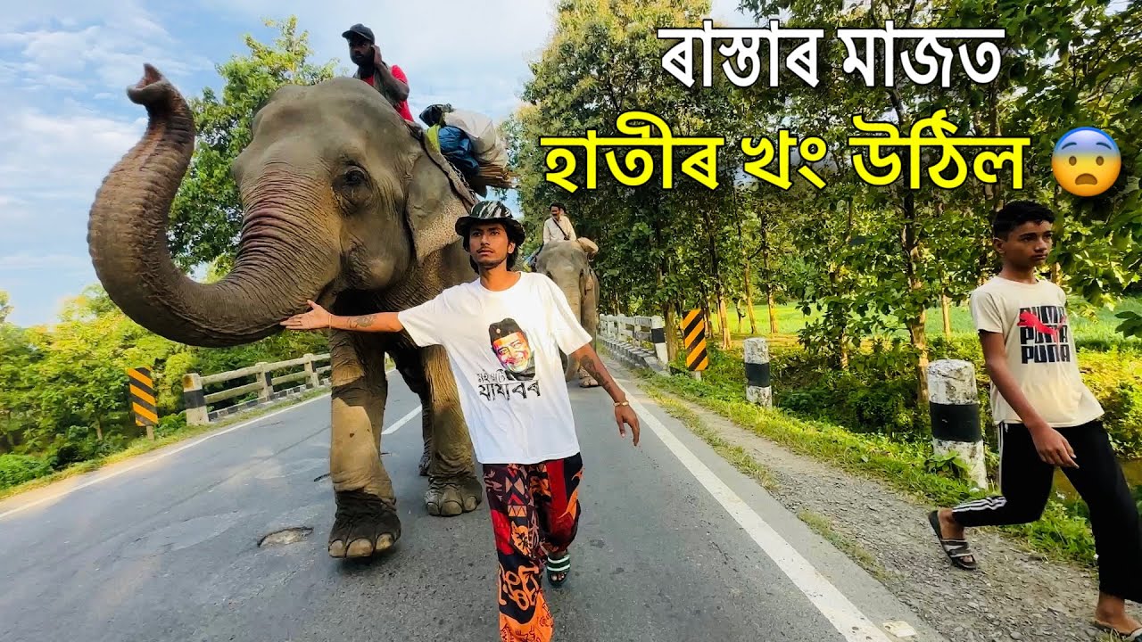 ৰাস্তাৰ মাজত হাতীৰ খং উঠি গ’ল 😨 - Episode 16 : Elephant Journey to Kaziranga 2024