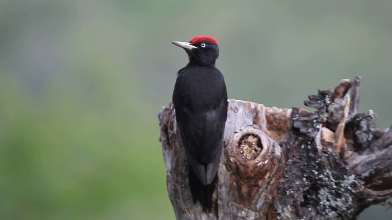Macho de Picamaderos negro