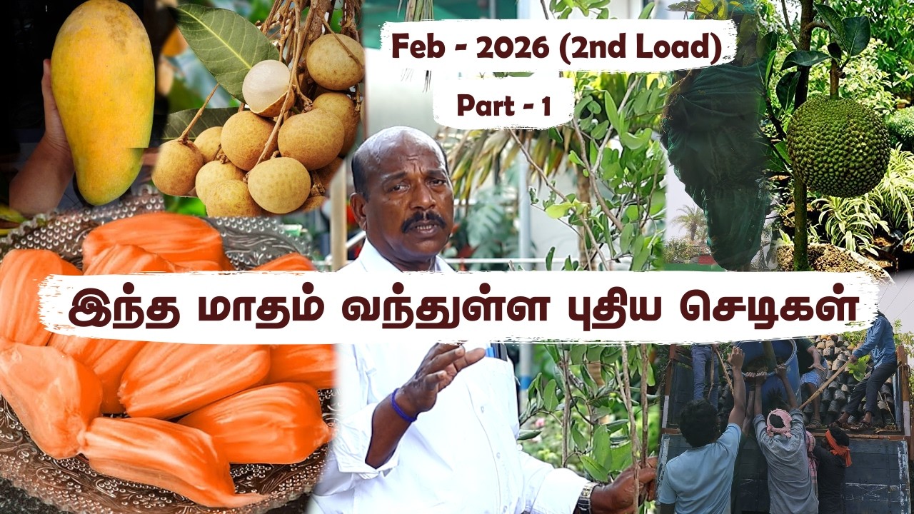 Mini Jack to Super Orange Jack 😱 Rare Fruit Varieties That Grow in Tamil Nadu | Greenland Nursery