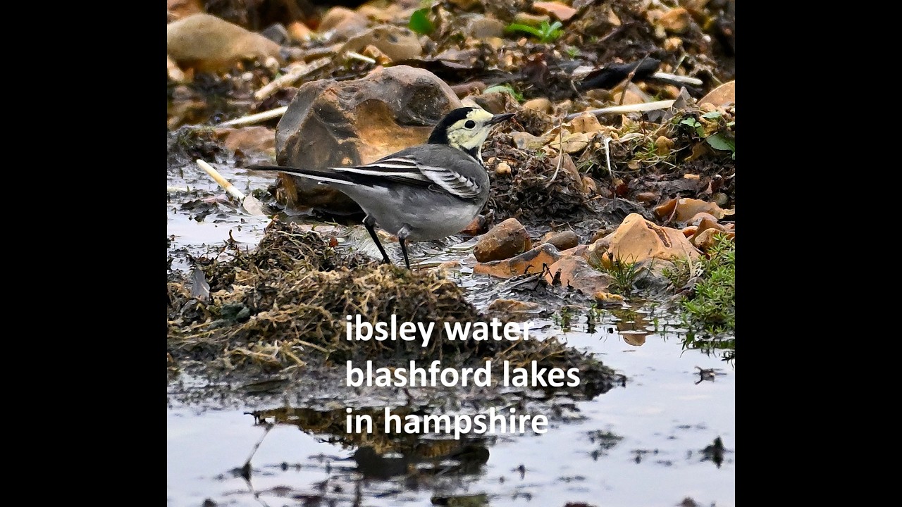 birds around the big island on ibsley water lake at blashford lakes in Hampshire, please enjoy#birds