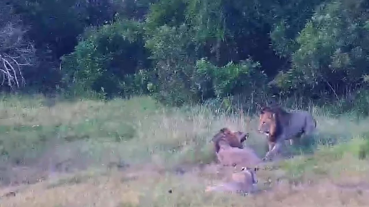 Lions: Start ot a mating session, part3.  Tembe: Jan 21 2023, morning, explore.org