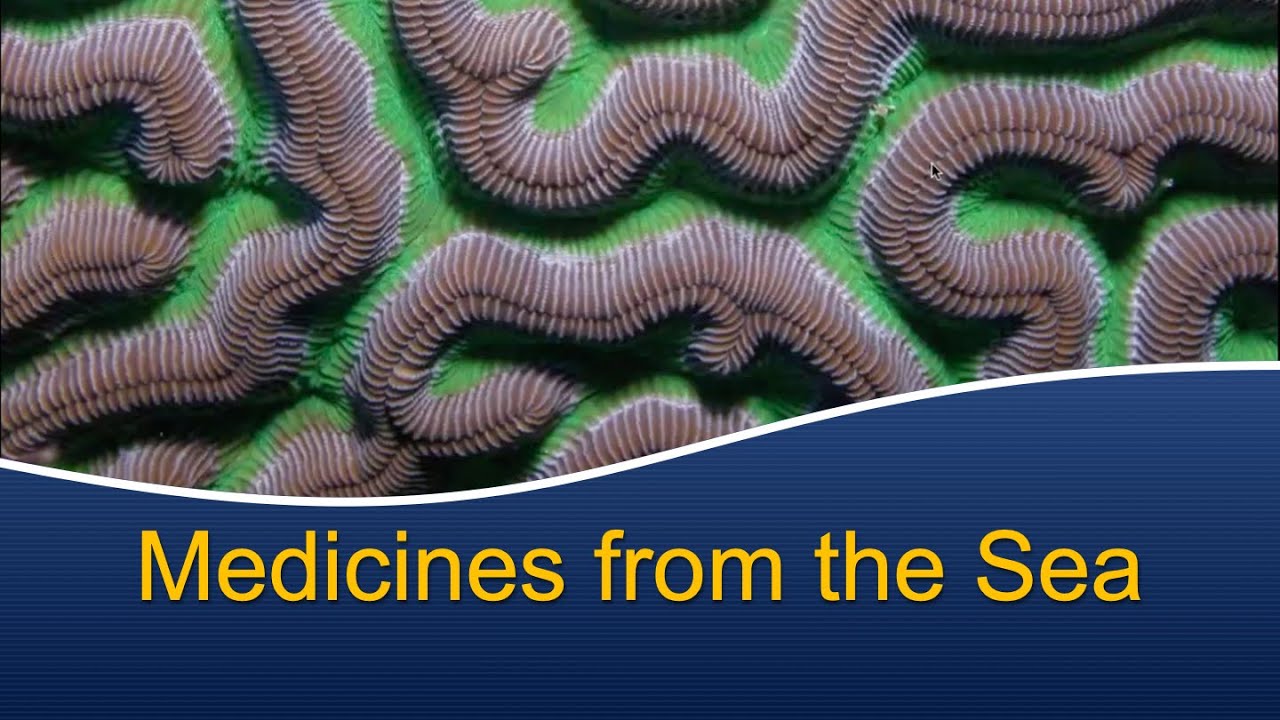 Marine Biology at Home 8: Medicines from the Sea