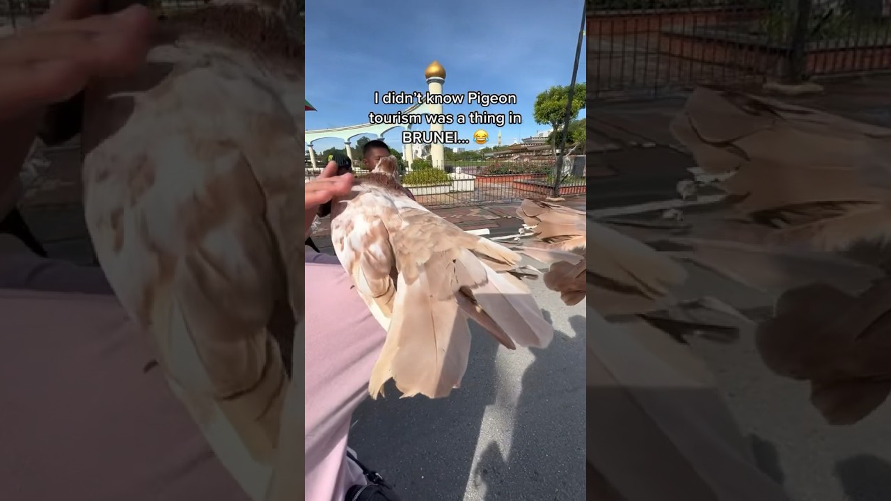 Pigeon Tourism in Brunei! 🇧🇳 #travel #travelvlog #asia #borneo #brunei #animals #shortsfeed