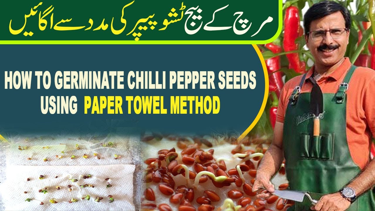 How to Germinate Chilli Pepper Seeds using  Paper Towel Method  | Gardening With Javed Iqbal