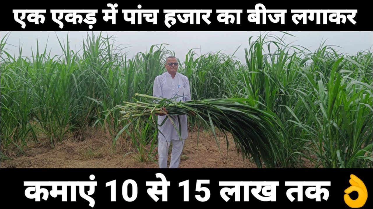 एक एकड़ से 10 लाख की कमाई ? ताइवान जायंट किंग ग्रास | Earn 1 lakh from 1 acre || Taiwan Jaint King