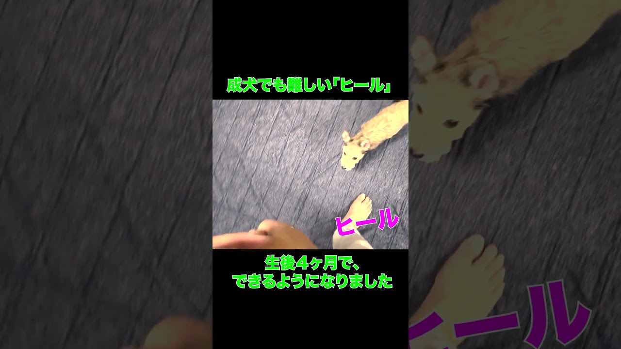ヒールの練習　子犬のしつけ 