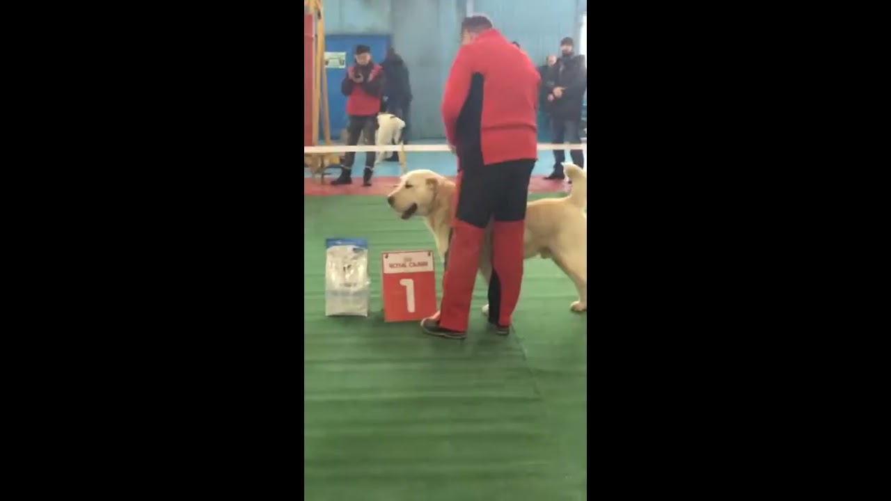 Central Asian Shepherd Dog Show (alabai), SEE Bai leader among sao /СМ Бай лидер среди сао.