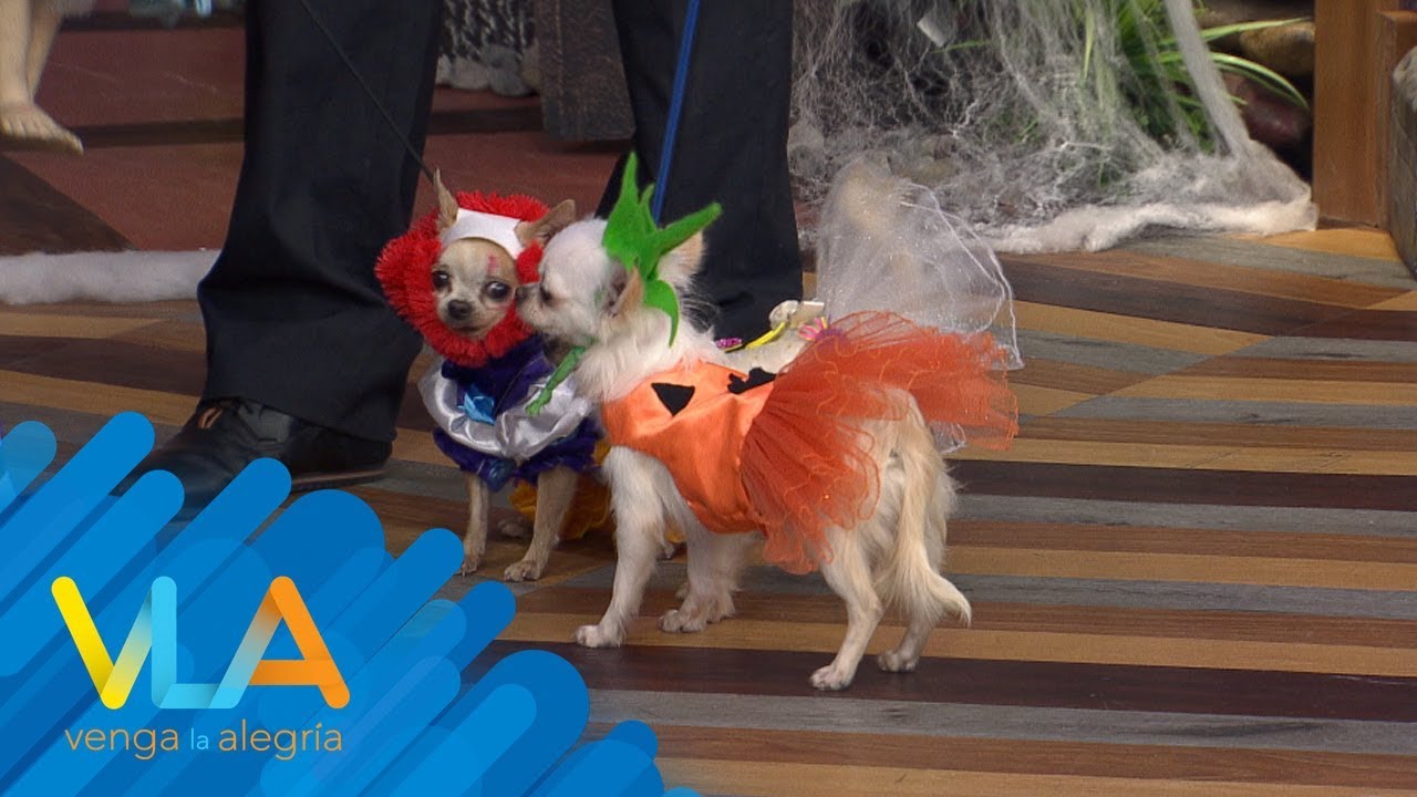 ¡Mira este aterrador desfile de perritos disfrazados!