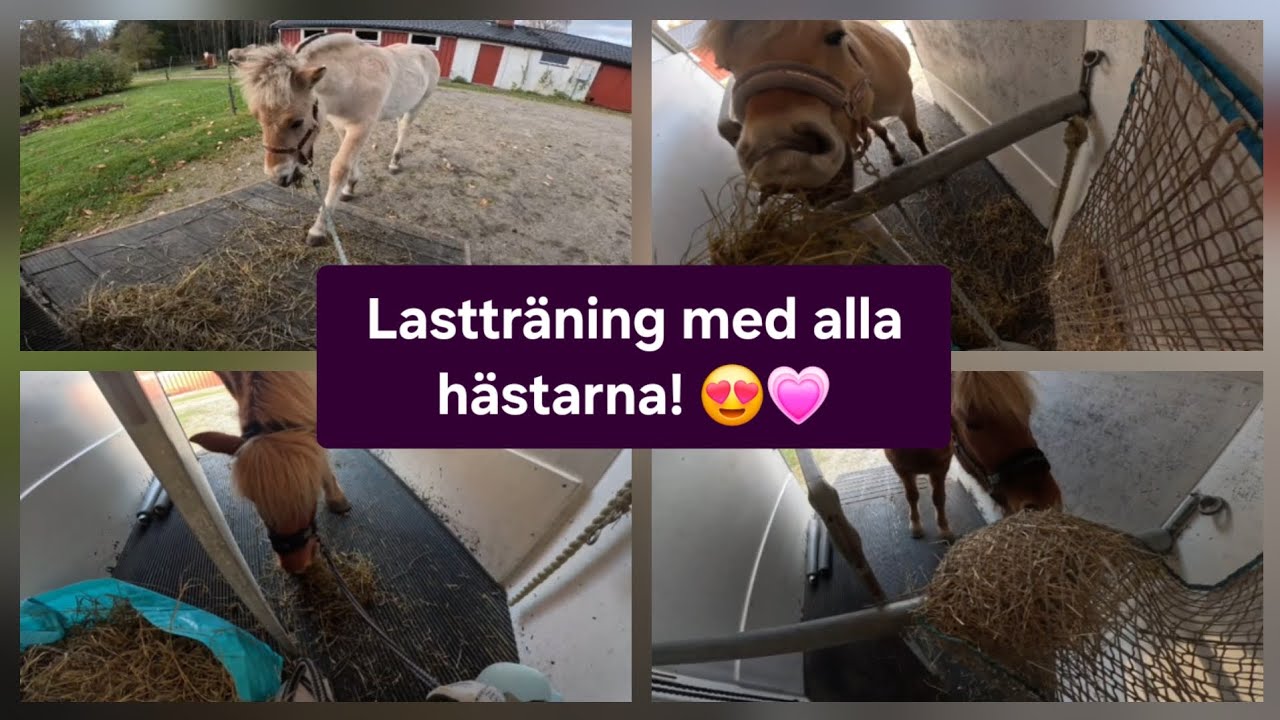 Lasttränar alla hästarna! 😍 Extra lång video! 💗 #horse#fjordhorse #isabelleequestrian#icehorse#lækur