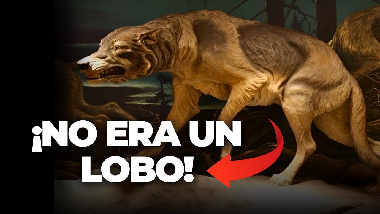 El lobo más ENORME y LETAL de todos ¡NO era un lobo! | Canis Dirus (Lobo terrible)