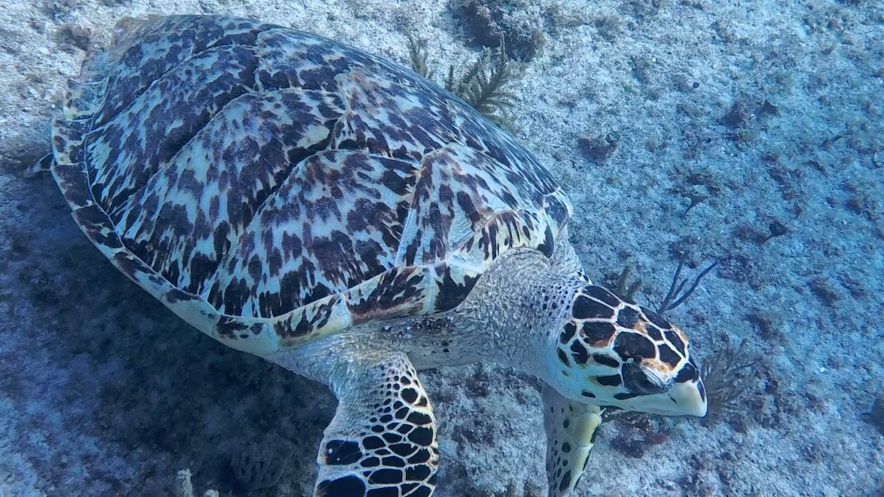 Diving at Chun Zumbul near Playa del Carmen, Mexico
