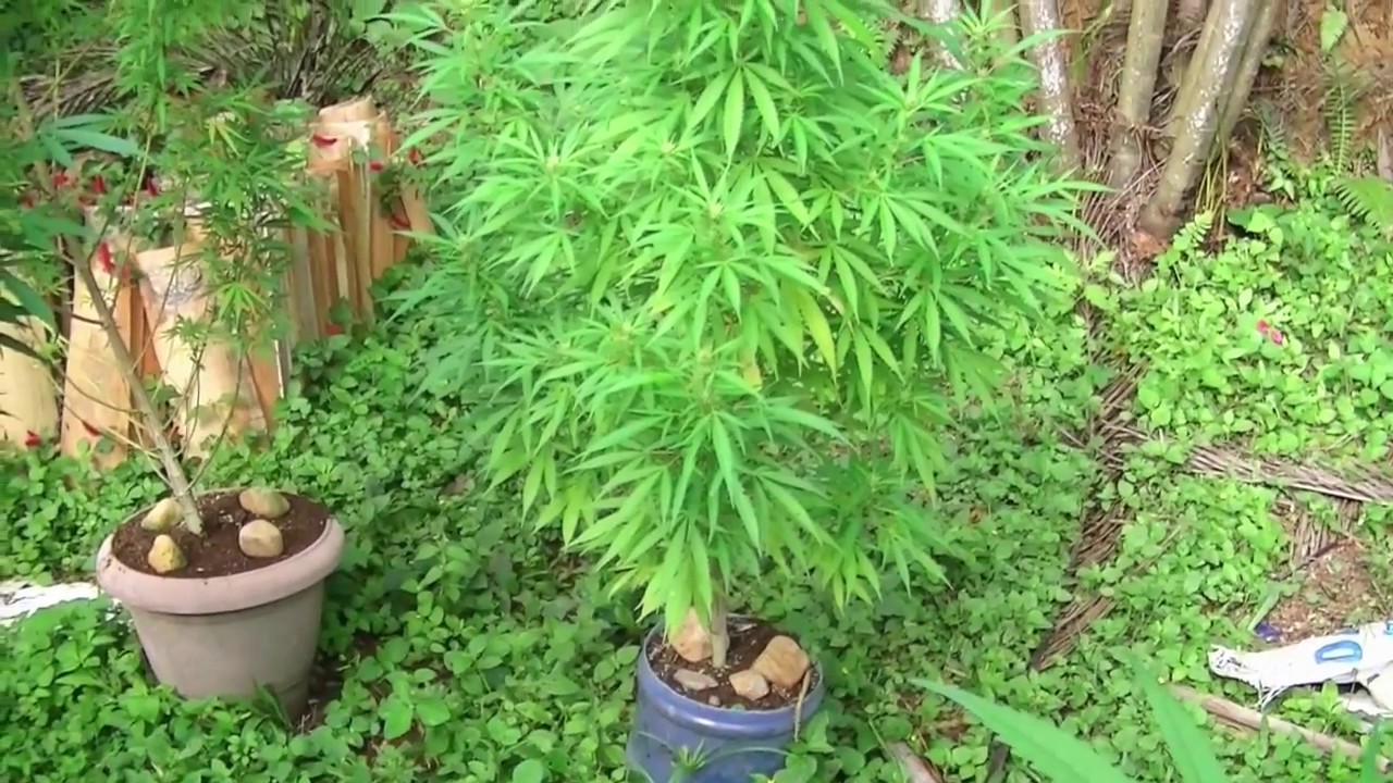 Como Plantar Maconha