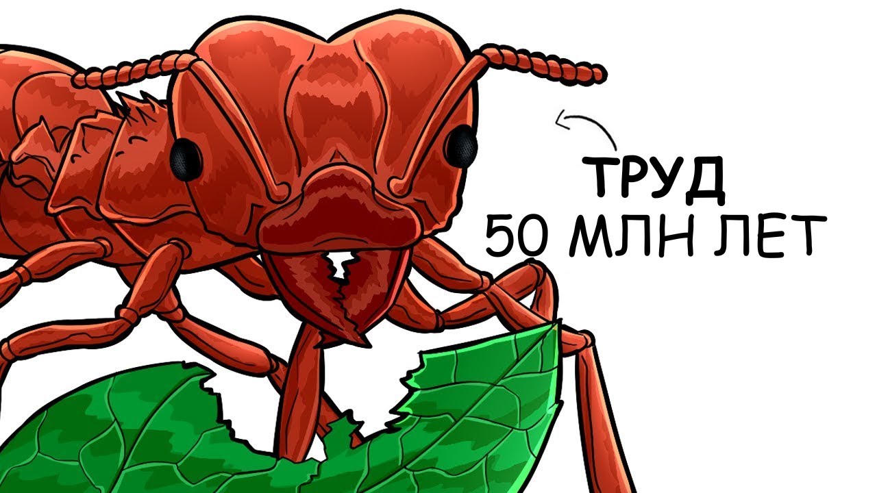 Ты – Муравей-листорез (И ЭТО ВСЯ ТВОЯ ЖИЗНЬ)
