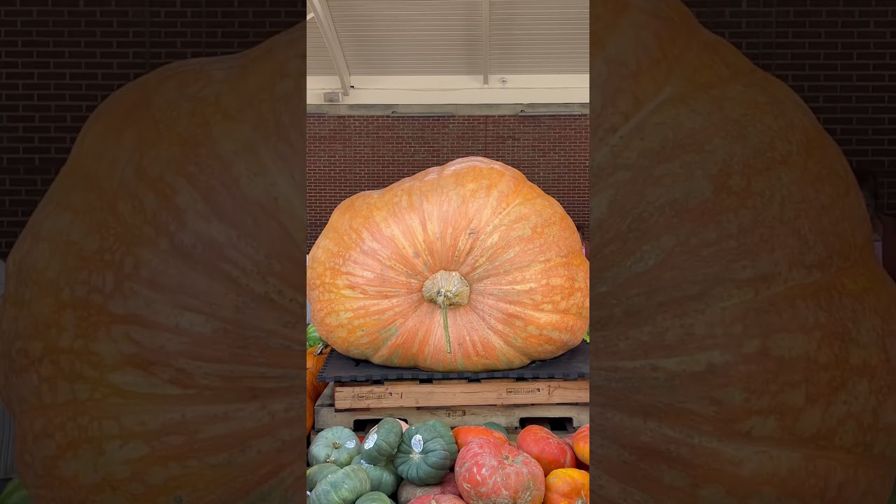 Giant Pumpkin (Cucurbita Maxima) 🎃Downtown Winter Garden, FL Farmers Market #pumpkin #florida