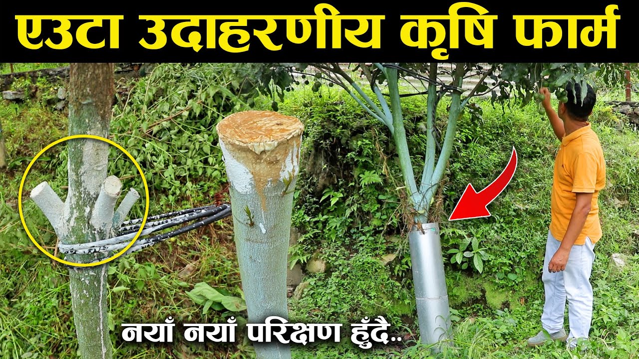 १२ रोपनी जमिनमा उदाहरणीय खेती,देखियो चार सय वर्ष फल्ने फल !
