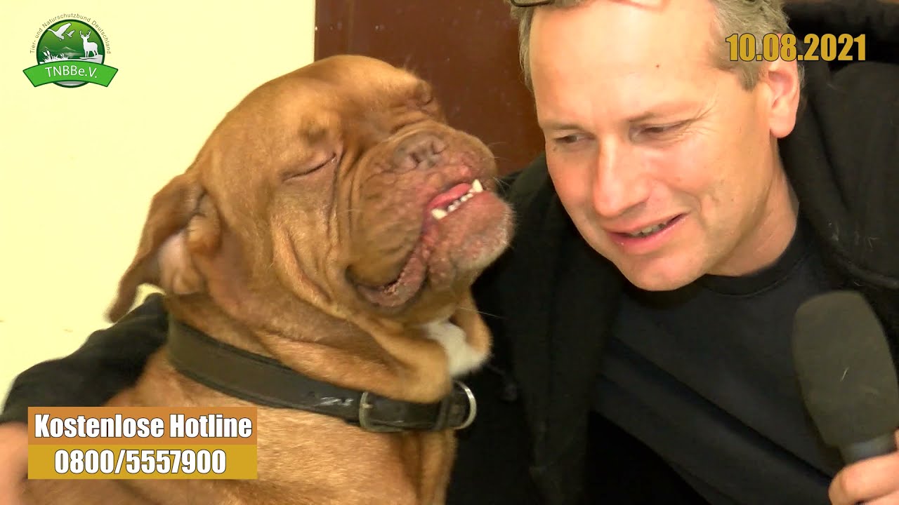 Bordeauxdogge Balou ist da! - Bericht vom Tierlebenshof - VLOG 95