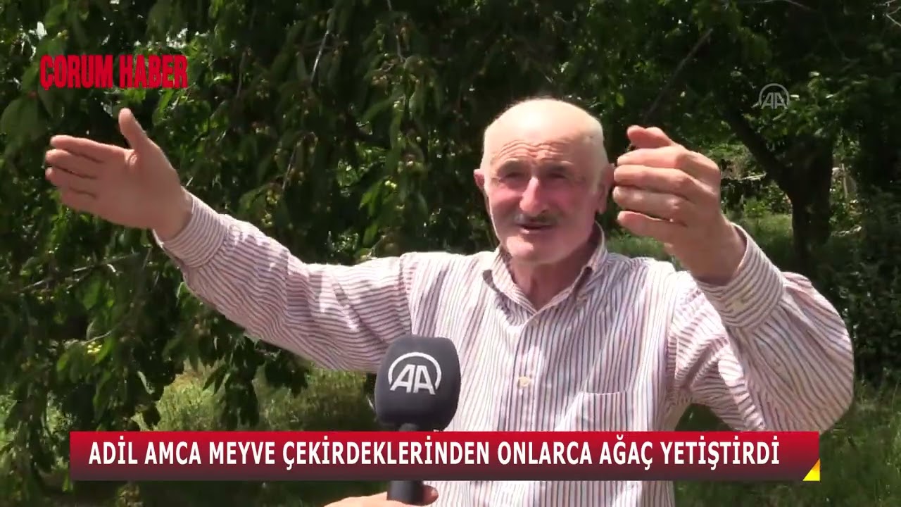 ÇORUMLU 75 YAŞINDAKİ ADİL AMCANIN ÇABASIYLA MEYVE ÇEKİRDEKLERİ ONLARCA AĞACA DÖNÜŞTÜ
