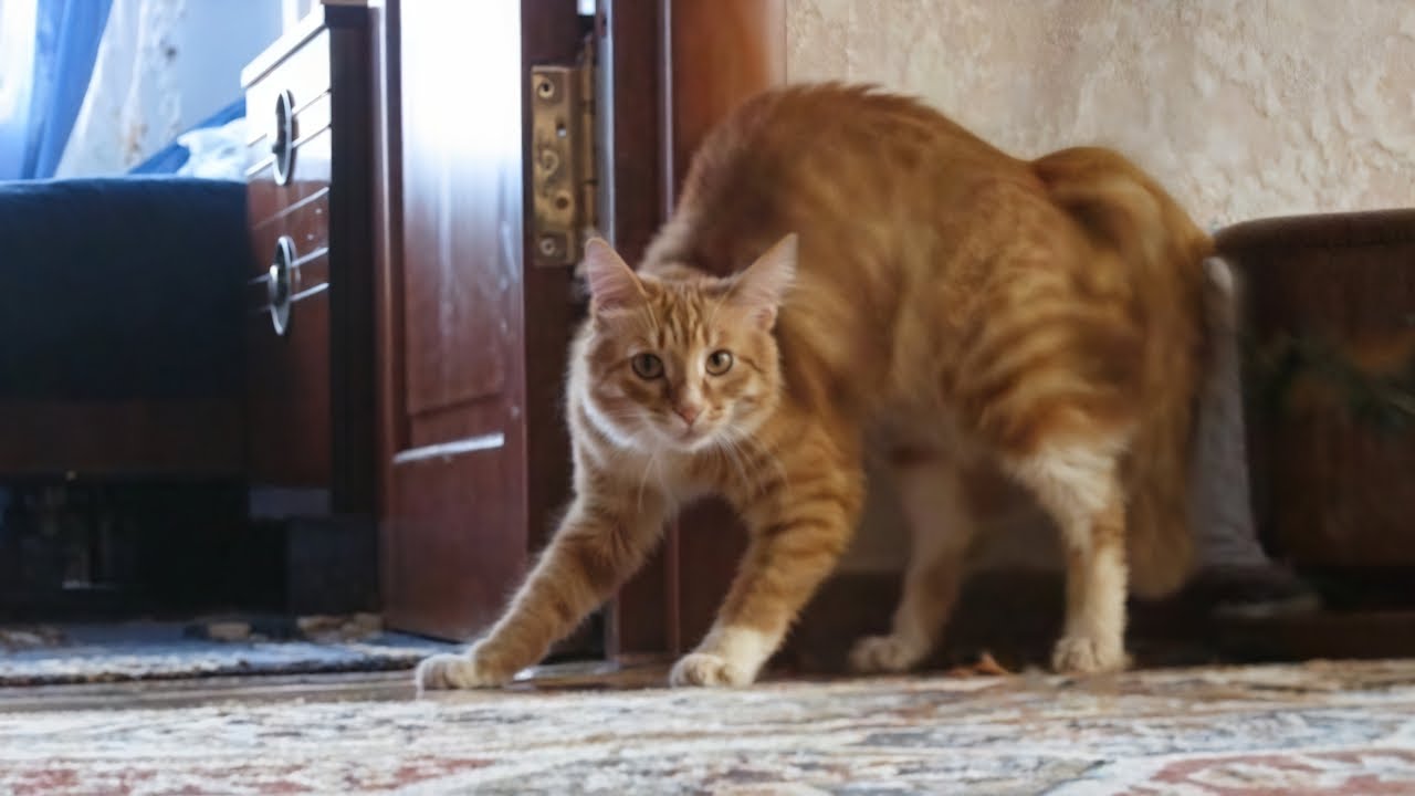 CATS: Unstoppable Chaos and Crazy Smart Antics