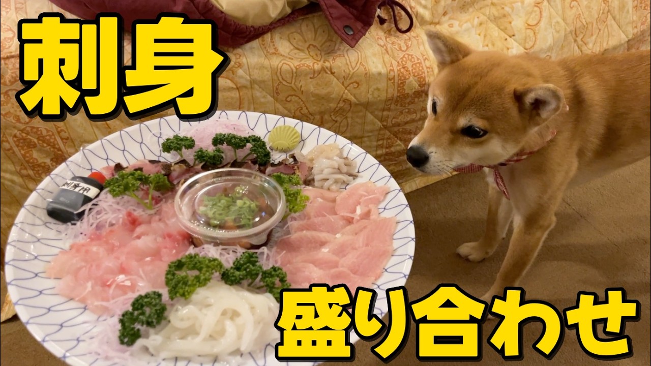 【柴犬小夏】刺身盛り合わせ転がっとったよってに食べてみる？　出雲大社・宍道湖・松江城旅　まるきよ鮮魚店　＃旅籠屋