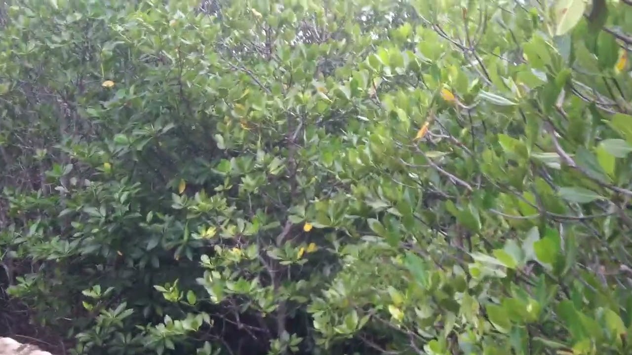 A Walk Along The Mangrove Wall With My Filipina Friend. 🇵🇭 
