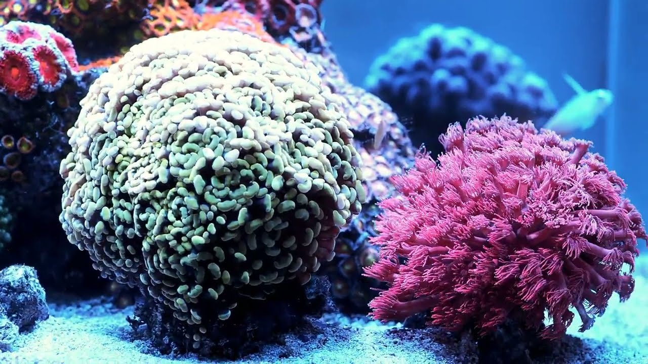 2024 0120 The reef tank