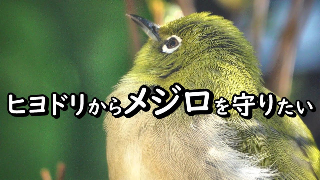 ヒヨドリからメジロを守りたい  手造り野鳥園   A device that prevents white-eyes and bulbuls from fighting.