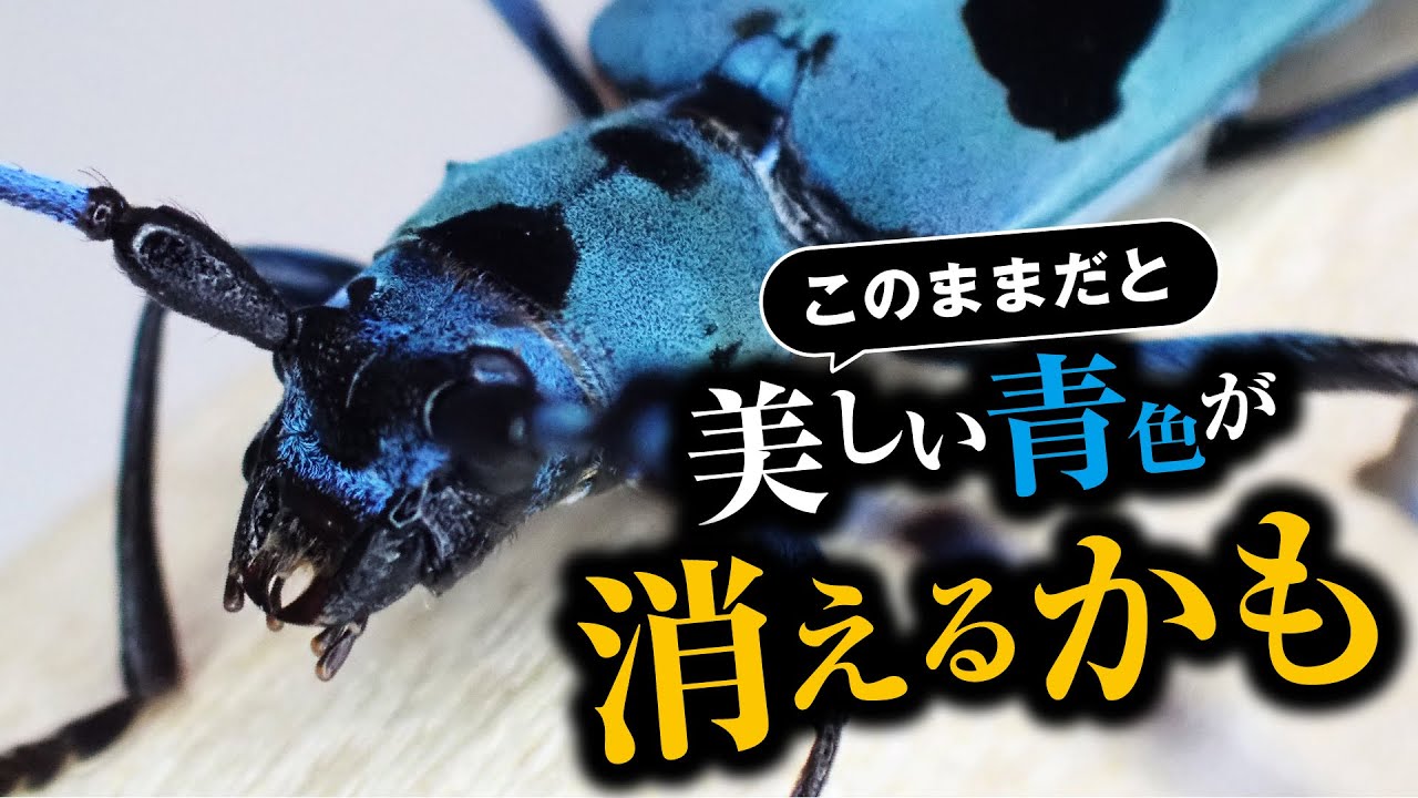 【昆虫解説】ルリボシカミキリの生態と危機について