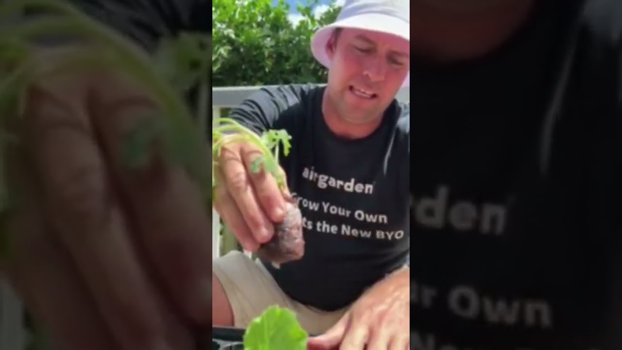 Transplanting soil-grown seedlings into Airgarden coco-coir grow plugs