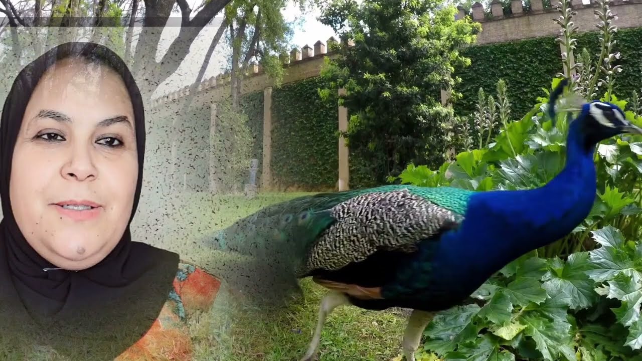 😱🔥سميره خرجات فيها عوينه السياره مشات والشكايه تفعلات😲