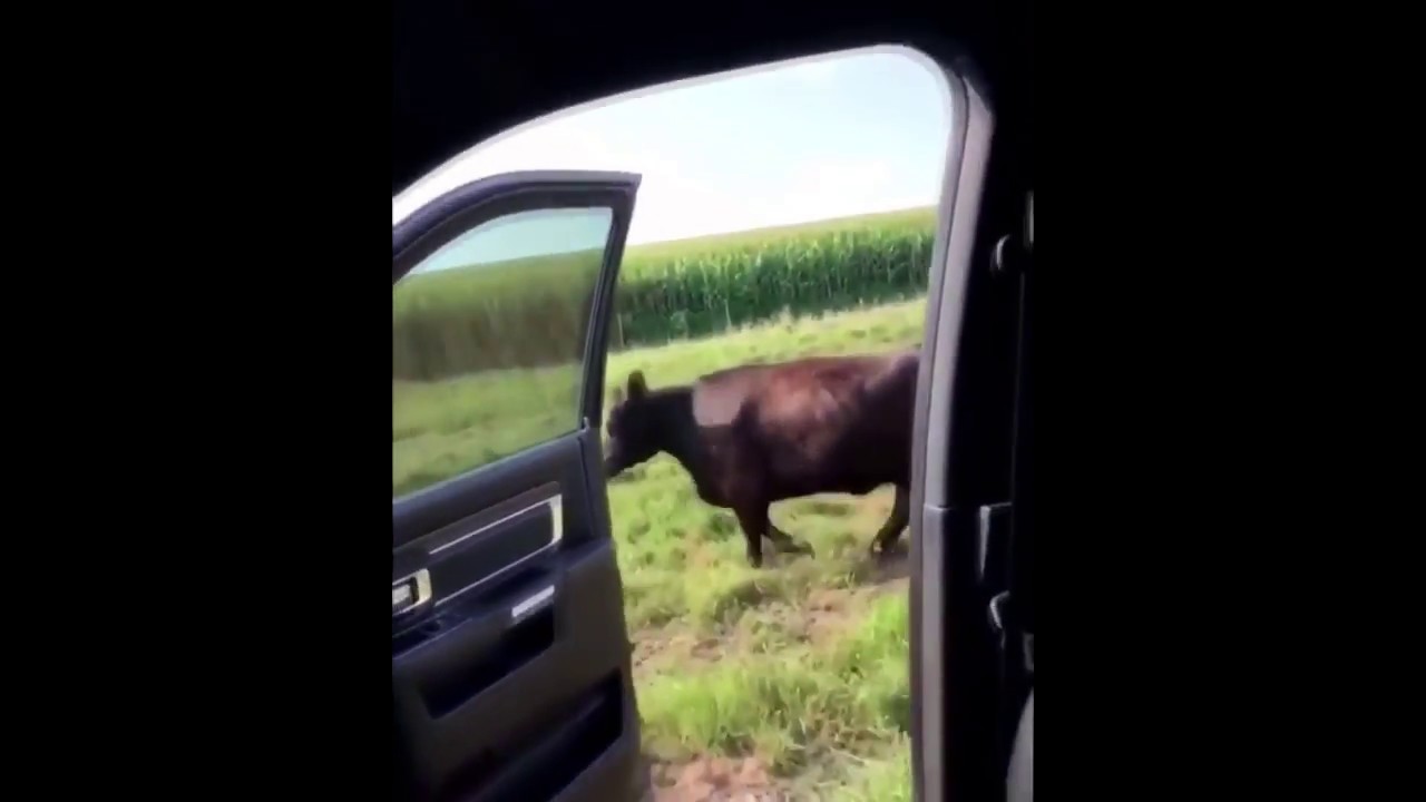 In My Feelings Challenge - COW EDITION!