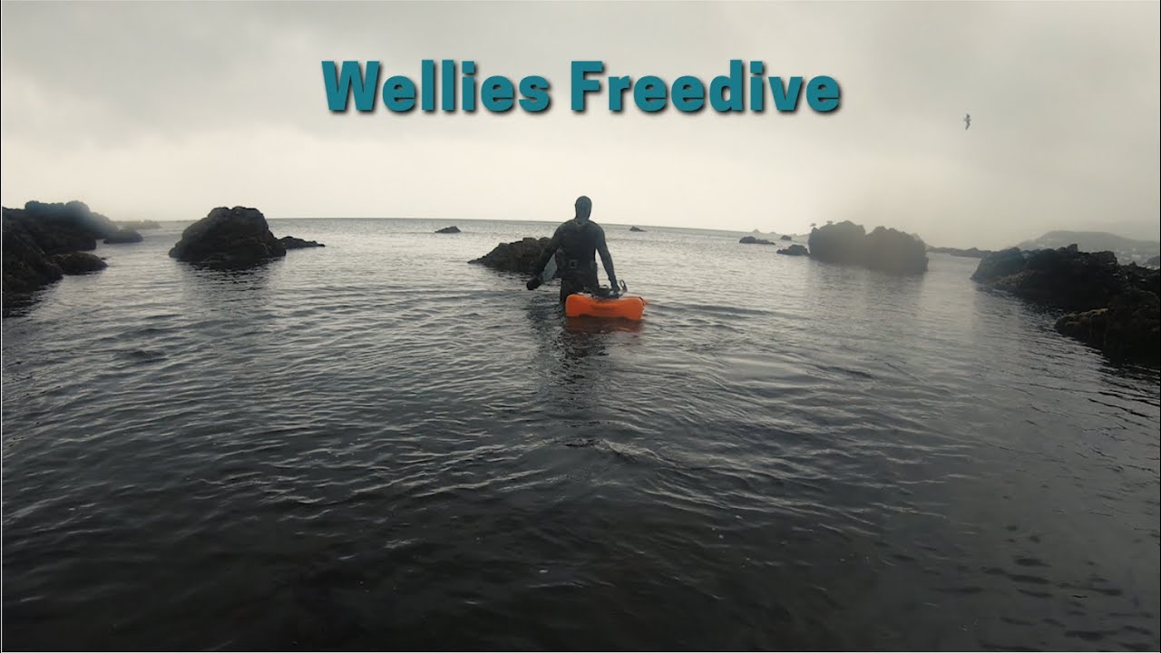 Epic Wellington Shore Dive MASSIVE PAUA