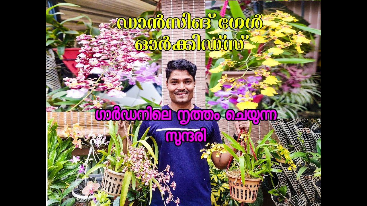 ഡാൻസിങ് ഗേൾ ഓർക്കിഡ് അറിയേണ്ടതെല്ലാം....ONCIDUIM ORCHID CARE