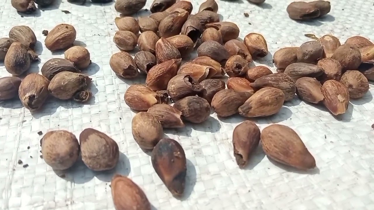 Step pra semai Jati putih (Gmelina arborea) si jati sejuta manfaat yang daun nya menyerupai anggur