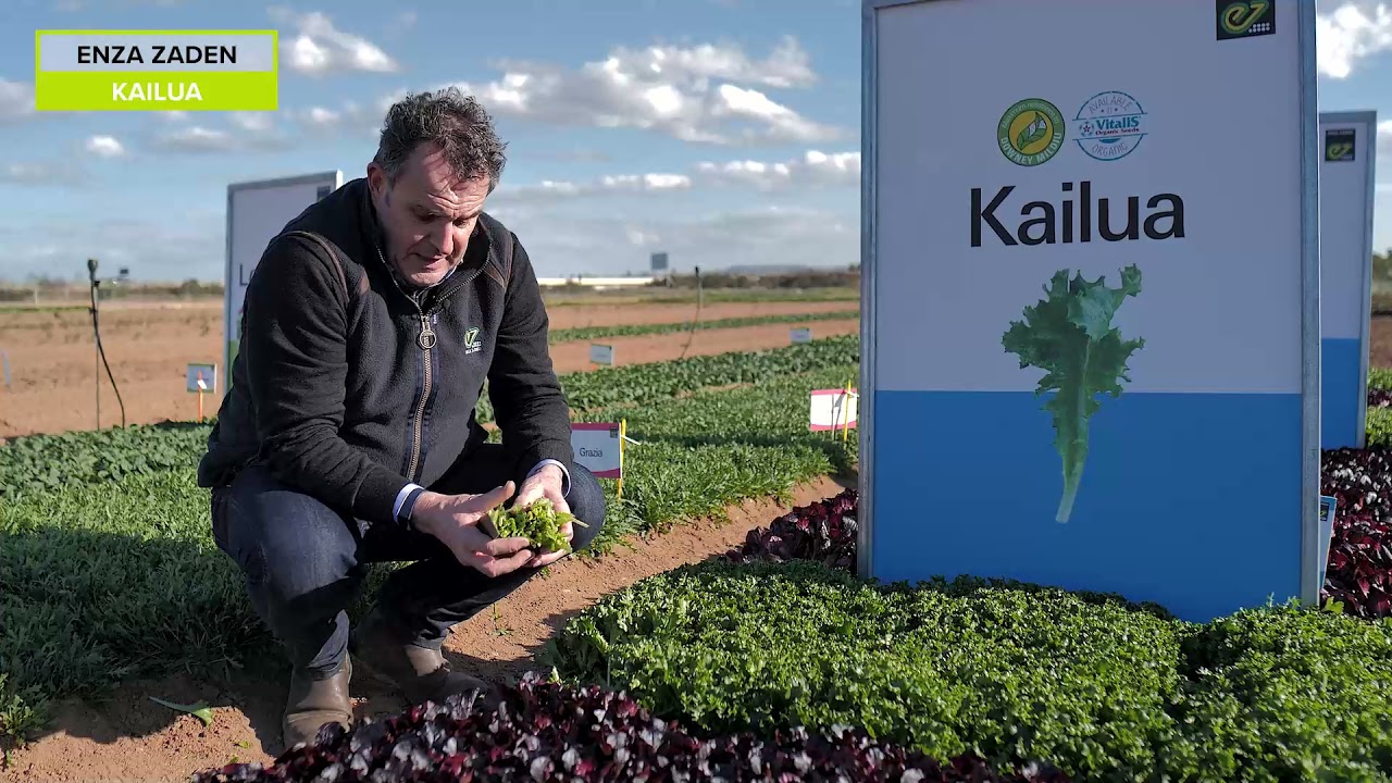 KAILUA, baby leaf lettuce