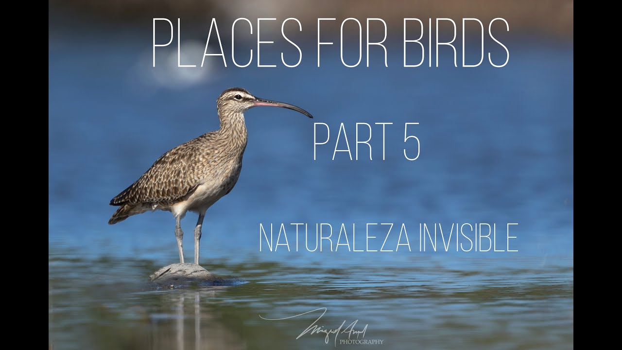 Place for Birds  Part 5