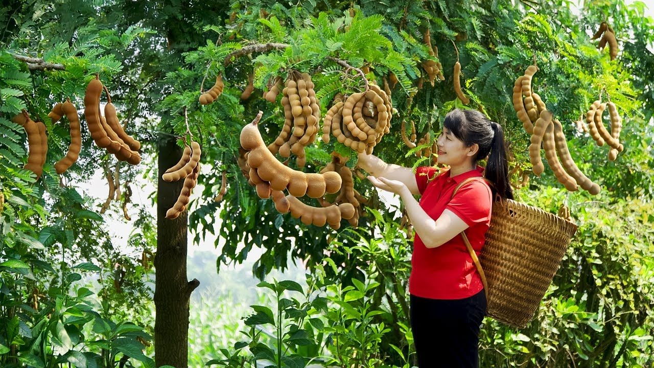Harvest Tamarind, goes to the market to sell - Harvesting and Cooking |Tieu Vy Real Life