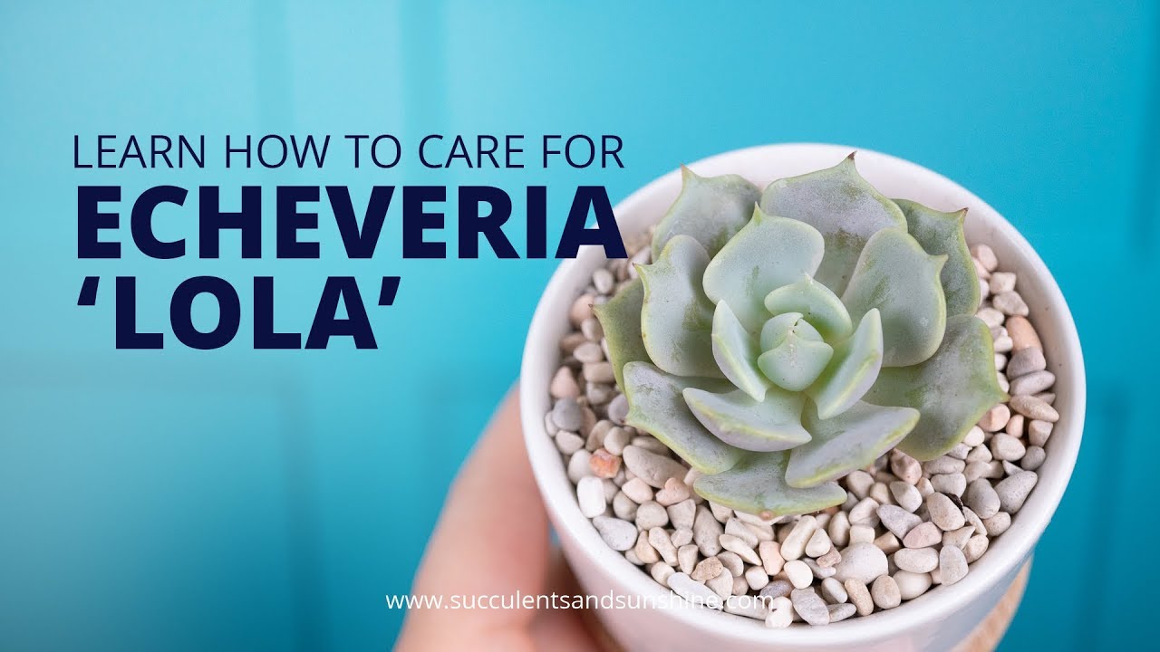 It's easy to see why Echeveria 'Lola' is such a popular succulent!