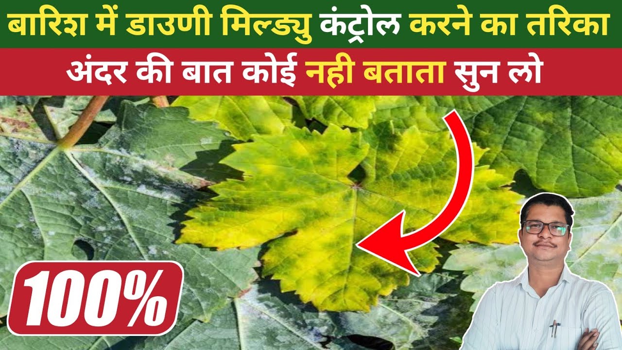 बारिश में Downy Mildew कंट्रोल करने का आसान तरिका