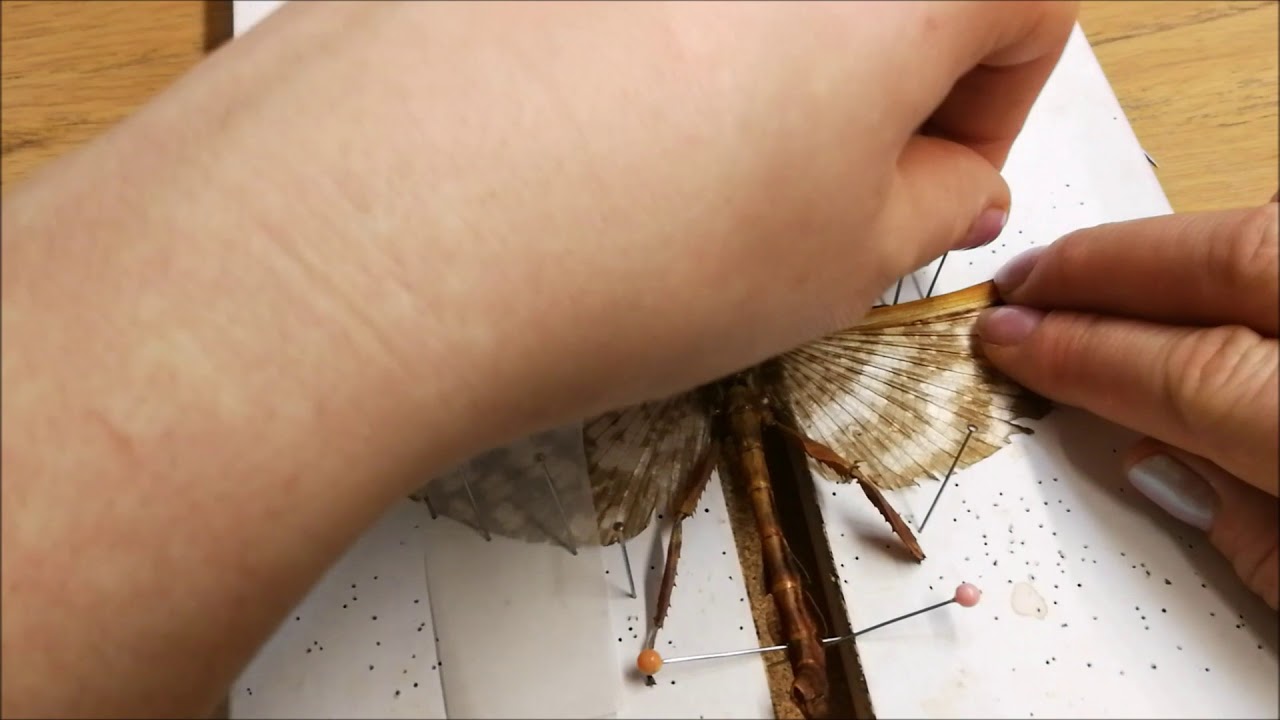 Macleay's spectre stick insect (male) Extatosoma tiaratum insect pinning