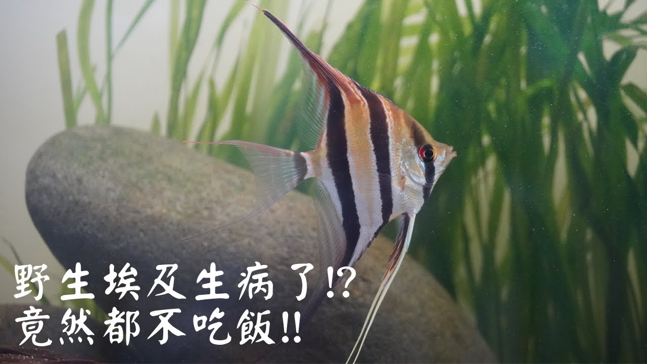野生埃及生病了!?竟然都不吃飯!!EP.4
