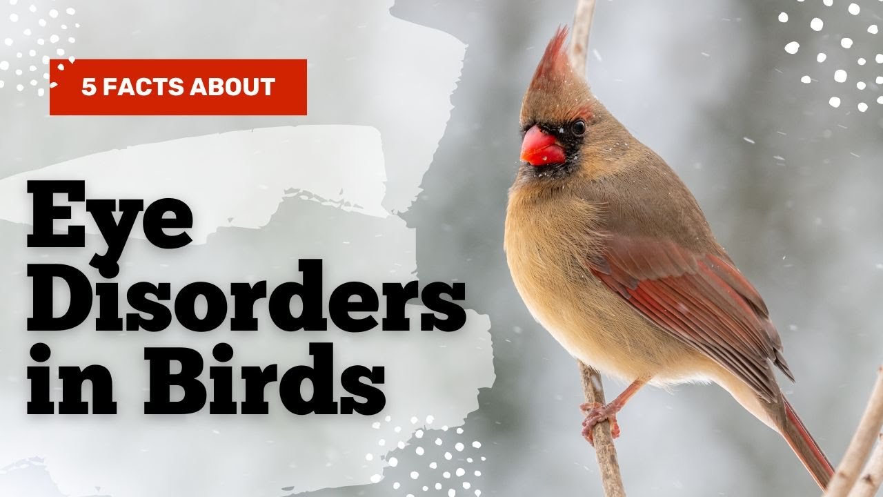 Common Eye Disorders in Birds Latest Updated Explains Video