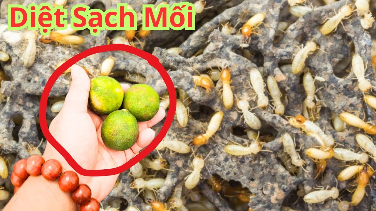 Chỉ Cần Cho Thứ Này Vào Tổ Mối Sẽ Không Còn 1 Con 