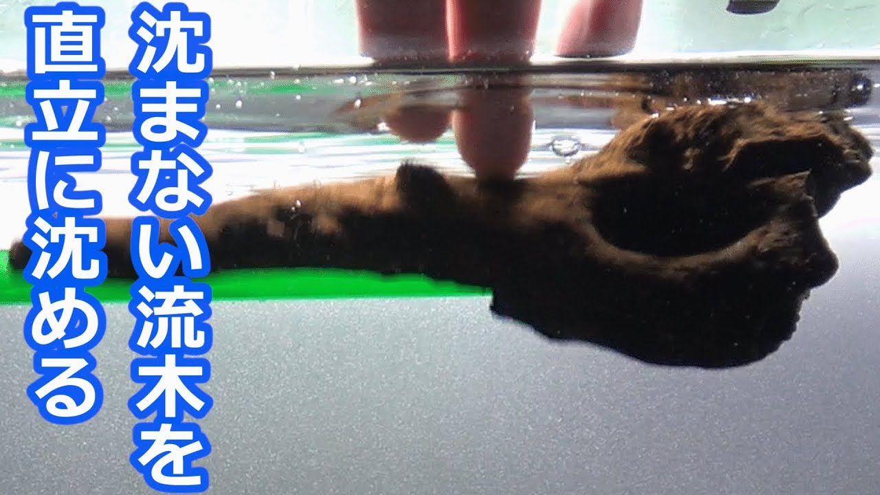 【アクアリウム】沈まない流木を直立に沈めるよ♪
