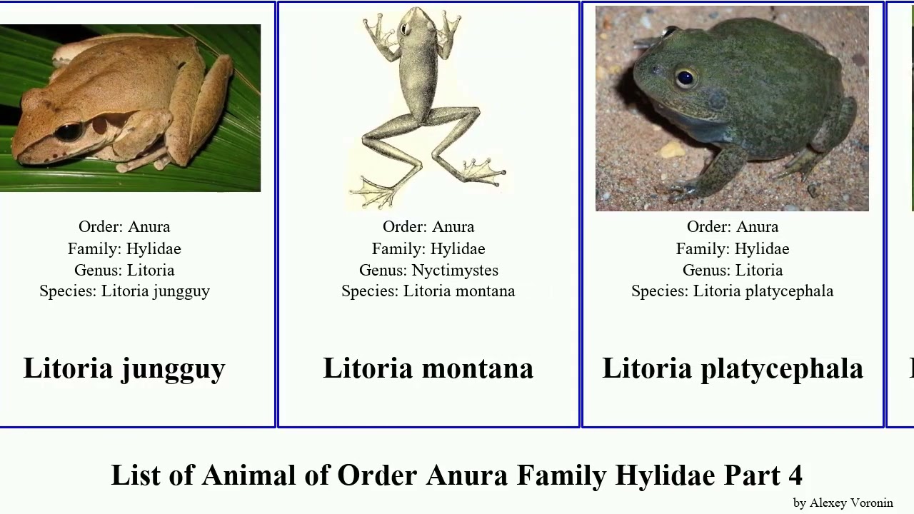 List of Animal of Order Anura Family Hylidae Part 4 frog hypsiboas litoria treefrog osteocephalus