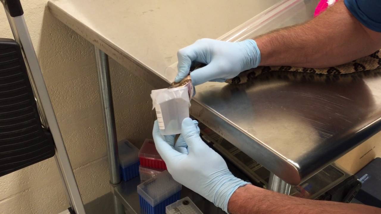 Crotalus horridus venom extraction