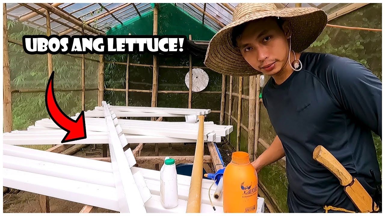Ubos ang Lettuce Ko, Nagkaproblema ang Aking Hydroponics | May Natutunan na Naman Tayo