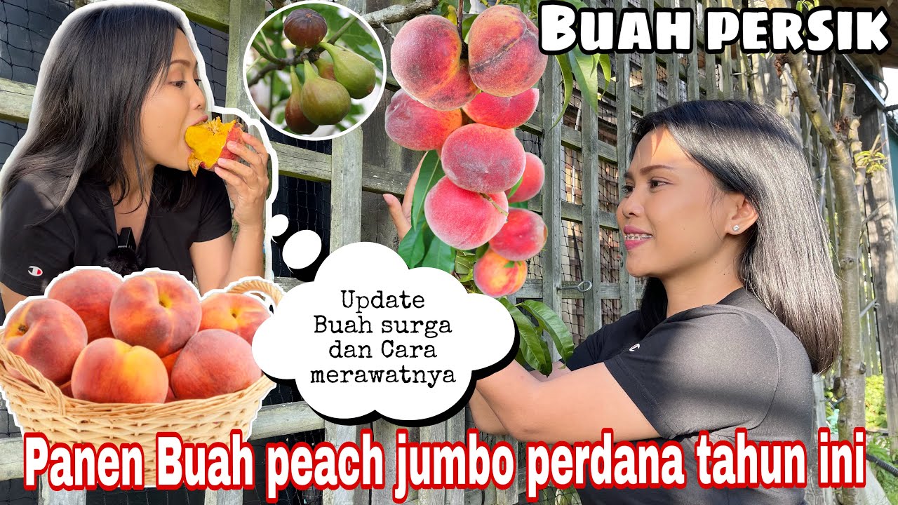 PANEN BUAH PERSIK JUMBO PERDANA TAHUN INI || UPDATE BUAH SURGA DAN CARA MERAWATNYA