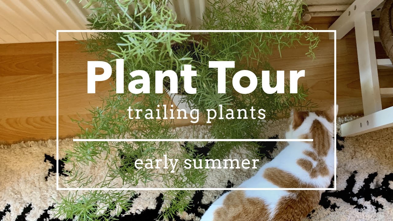 trailing plants tour